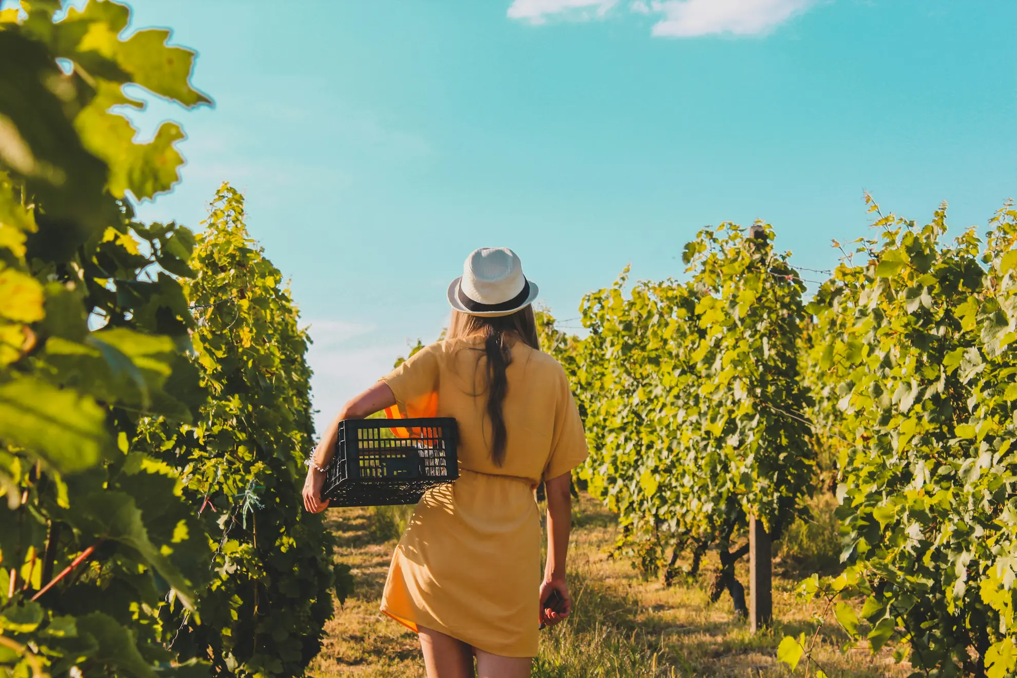 Poseti nas. Župsko vinogorje zalazak sunca